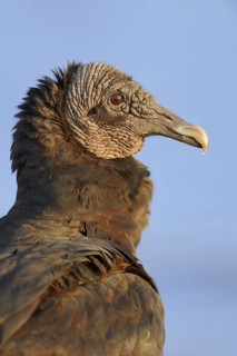 Black vulture (Coragyps atratus), portrait, Everglades National Park, Florida, USA, North America