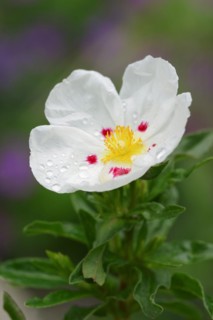 Gum rockrose (Cistus ladanifer), flower, Provence, France, Europe