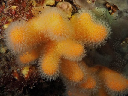 Dead man's fingers (Alcyonium digitatum), dive site Maharees Islands, Castlegregory, Co. Kerry,