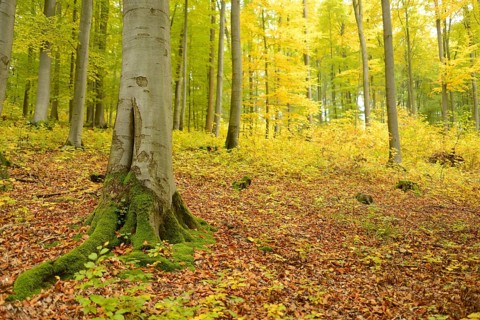 Tree with moss-covered roots in a forest filled with autumn leaves and dappled sunlight, Bavaria