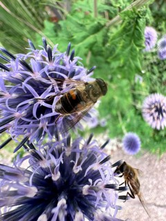 2 Hoverflies, Small globe thistle, Blue globe thistle, Ritro globe thistle (Echinops ritro)