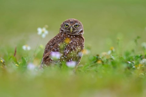 Burrowing owl (Speotyto cunicularia), sitting in a meadow, Pembroke Pines, Florida, USA, North