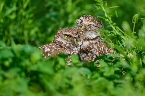 Two burrowing owls (Speotyto cunicularia) sitting together in the meadow and cuddling, Pembroke