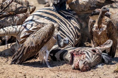 Many white-backed vulture (Gyps africanus) with bloody heads feeding on the carcass of a dead