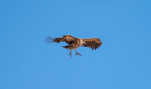 White-backed vulture (Gyps africanus) in flight against a blue sky, Etosha National Park, Namibia,