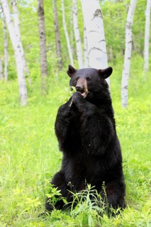 American Black Bear Ursus americanus), baribal, adult, feeding, Minnesota, USA, North America
