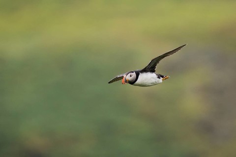 Puffin (Fratercula arctica), flying, Skomer Island, Wales, Great Britain