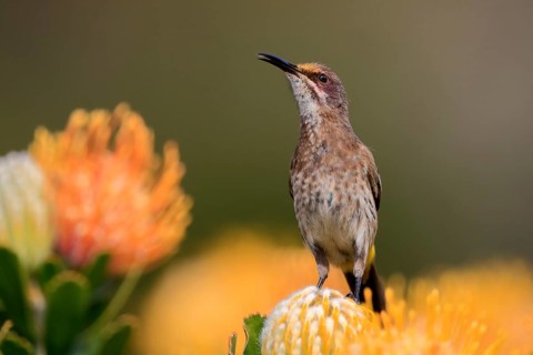 Cape Honeybird (Promerops cafer), adult, female, on flower, Protea, vigilant, Kirstenbosch Botanic