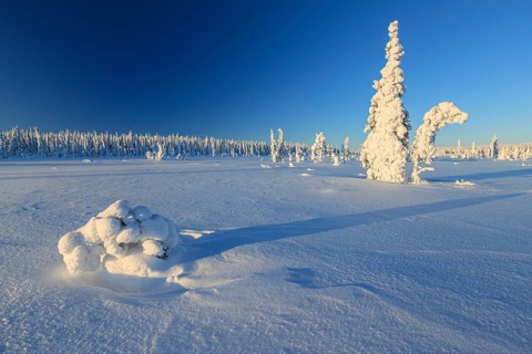 Snow-covered trees, morning light, winter landscape, winter, near Gällivare, Lapland, Sweden,