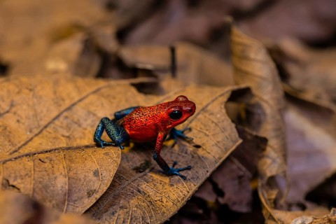 Strawberry poison-dart frog (Oophaga pumilio) sitting on a leaf, Heredia province, Costa Rica,