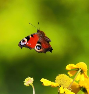 A peacock butterfly (Inachis io, Nymphalis io) flies close to yellow flowers against a green