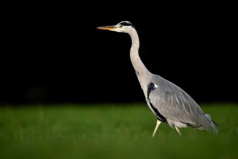 Grey heron (Ardea cinerea), animal portrait, Rosensteinpark, Stuttgart, Baden-Württemberg, Germany,