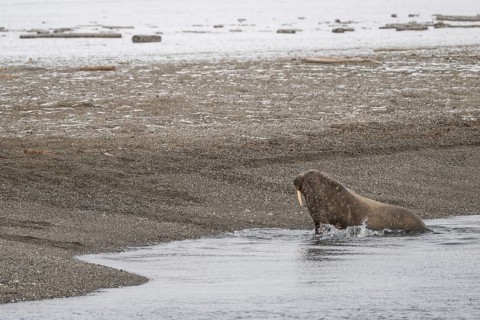 Walrus on the beach (Odobenus rosmarus), wintery headland Ardneset, Svalbard and Jan Mayen