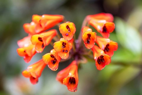 Bomarie (Bomarea), red blossom in the rainforest, Poás National Park, central highlands, Alajuela