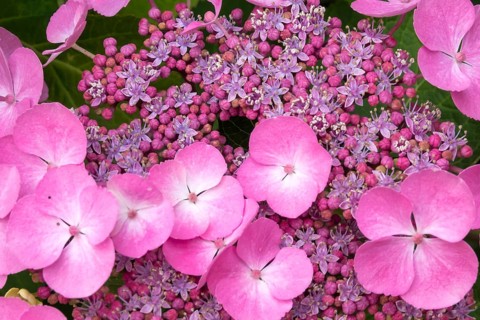 Close-up of a mountain hydrangea (Hydrangea serrata), hydrangea, North Rhine-Westphalia, Germany,