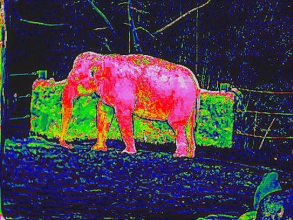 Elephant in a zoo. Thermal image or thermography, symbol photo, interpolated. Germany