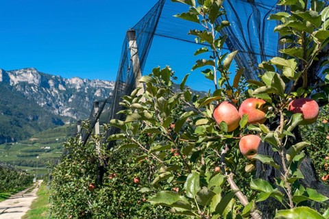 Apple-growing region in the Adige Valley, South Tyrol, large areas under cultivation, in South