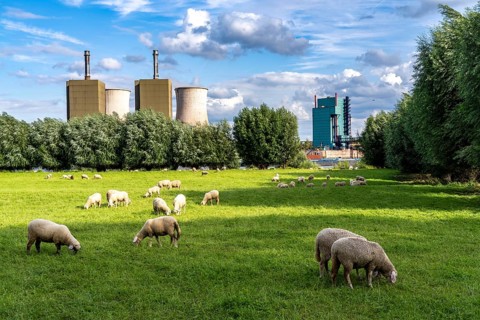 Duisburg Friemershein, sheep on a pasture in the floodplain along the Rhine, pollard willow trees,