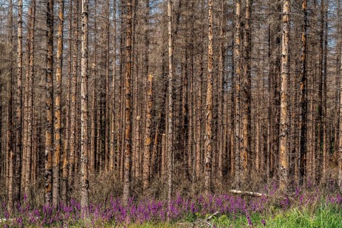 Dead spruce forest in the Eggegebirge, near Lichtenau, Common foxglove growing, Paderborn district,