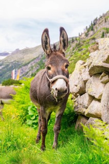 A donkey stands on a green meadow next to a stone wall and looks curiously into the camera, Klein