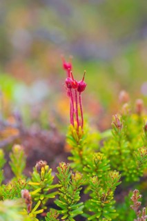 Young blue heath (Phyllodoce caerulea), bud, vertical format, Tynset, Innlandet, Norway, Europe