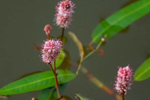 Water knotweed (Persicaria amphibia), Bavaria, Germany, Europe
