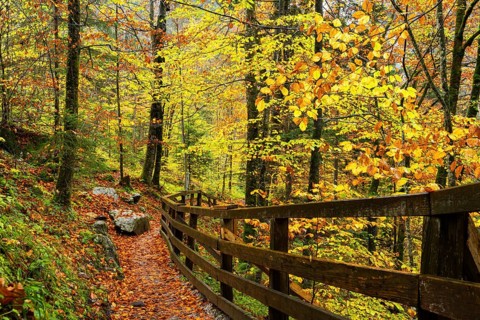 A hiking trail in the Lammerklamm gorge. Autumn, trees with colourful leaves. Scheffau, Lammertal,