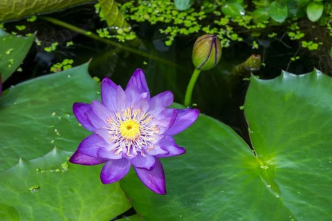 Blue-purple coloured tropical water lily in garden pond, Gigantea Dark Purple, water lily,