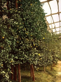 A lemon tree, Limone, Lake Garda, Italy, Historical, digitally restored reproduction from a 19th