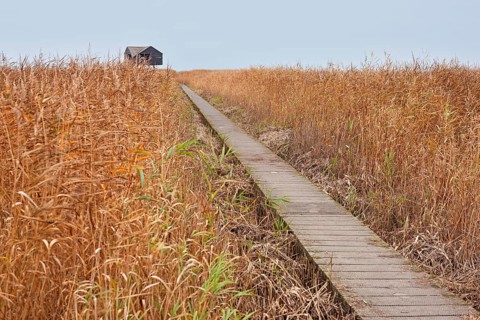 Low tide, reeds, mudflats, observation point Kiekkaaste, Dollart, Nieuwe Statenzijl, Netherlands
