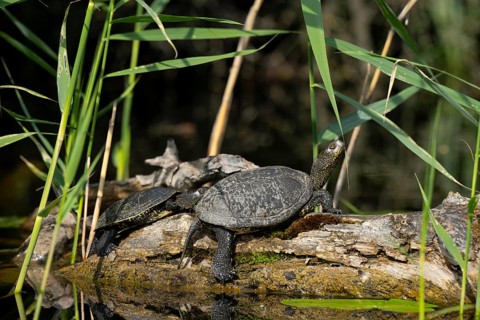 European pond turtles (Emys orbicularis), sunbathing, tree trunk, water, Lower Austria
