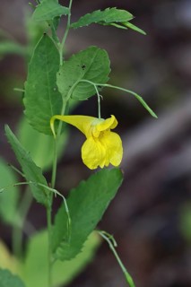 Impatiens noli-tangere (Impatiens noli-tangere), also known as touch-me-not, flowering in the
