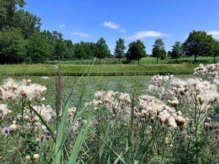 Field thistle (Cirsium arvense), in the background landscape on Herrenchiemsee with large canal in