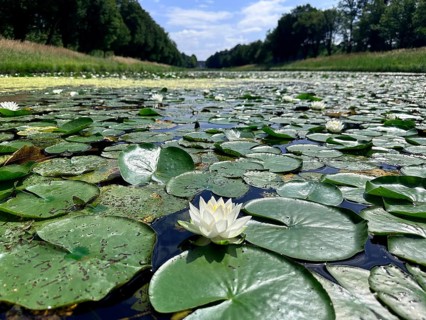 European white water lilies, white pond lilies, water lilies (Nymphaea alba) on large canal in
