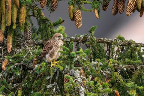 Common kestrel (Falco tinnunculus), young bird not yet able to fly sitting on a branch outside the