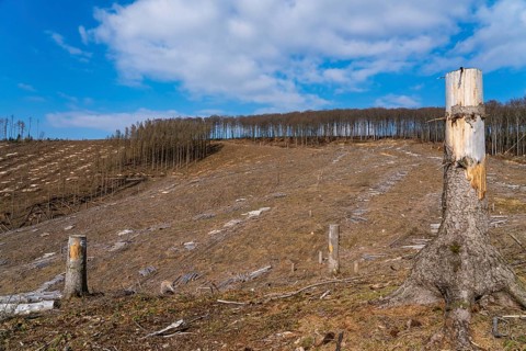 Cleared forest area north of the village of Öventrop, district of Arnsberg, dead spruce stands were