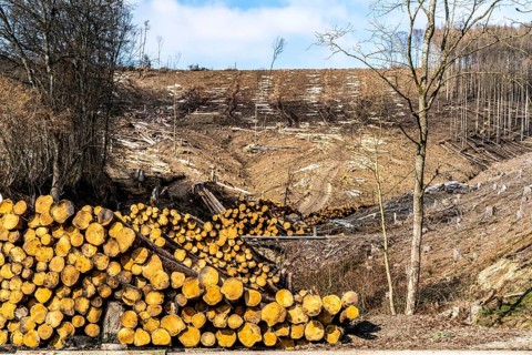 Cleared forest area north of the village of Öventrop, district of Arnsberg, dead spruce stands were