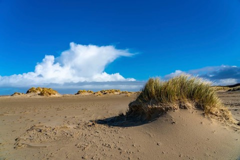 Dune landscape, sand dunes, dune grass in the west of Borkum, island, East Frisia, winter, season,