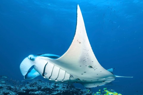Symbiotic behaviour Symbiosis of manta ray (Manta) can be cleaned via coral reef open gills clean