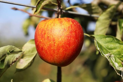 Ripe apple on the tree