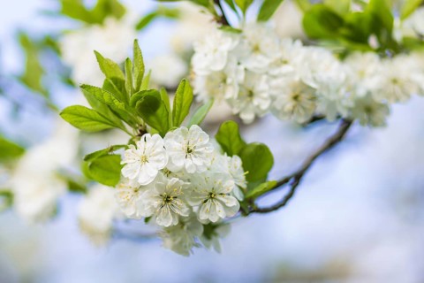 Blooming plum trees in spring park
