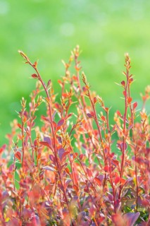 Red barberry branch in the botanical garden in spring