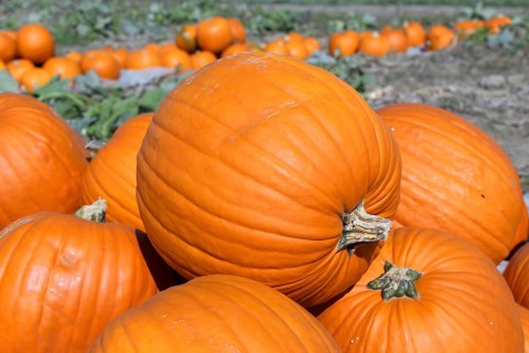 Pumpkins, pumpkin patch