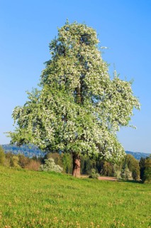 Blossoming pear tree in spring, Switzerland, Europe