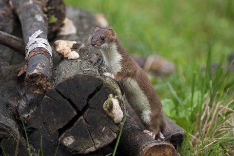 Ermine, stoat (Mustela erminea) looking for prey in woodpile, Germany, Europe