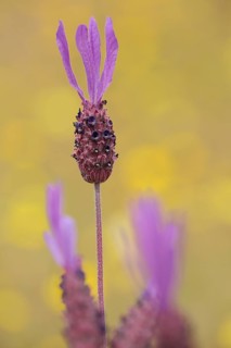 Flower and stem with petals of french lavender (Lavandula stoechas), bokehs, detail, blur, yellow,