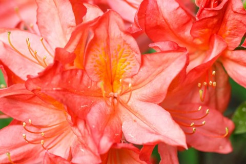 Rhododendron (azalea) flowers of various colors in the spring garden. Closeup. Blurred background