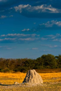 Termite mounds, termites (Termitoidae) in the evening sun in Moremi National Park in Botswana