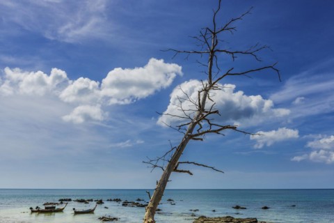 Fishing boats on the coast, tree, dead, clouds, blue sky, picturesque, travel photo, longtail boat,