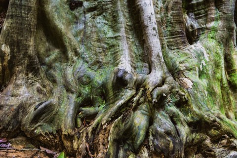 Structure of a tropical tree, tree, texture, background, botany, flora, plant, bark, surface,